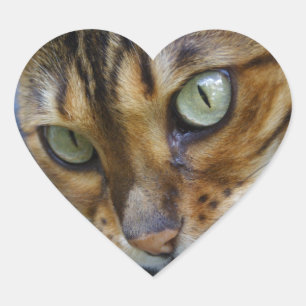 Schöne Bengalische Katze Herz-Aufkleber