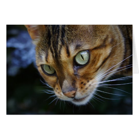 Schöne bengalische Katze Karte