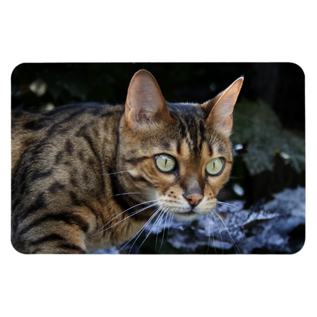 Schöne Bengalische Katze Magnet (Horizontal)