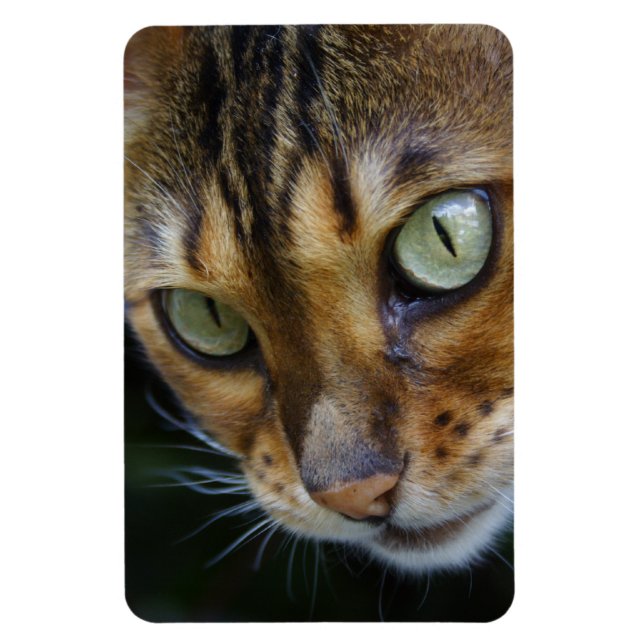 Schöne Bengalische Katze Magnet (Vertikal)