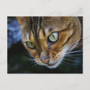 Schöne Bengalische Katze Postkarte