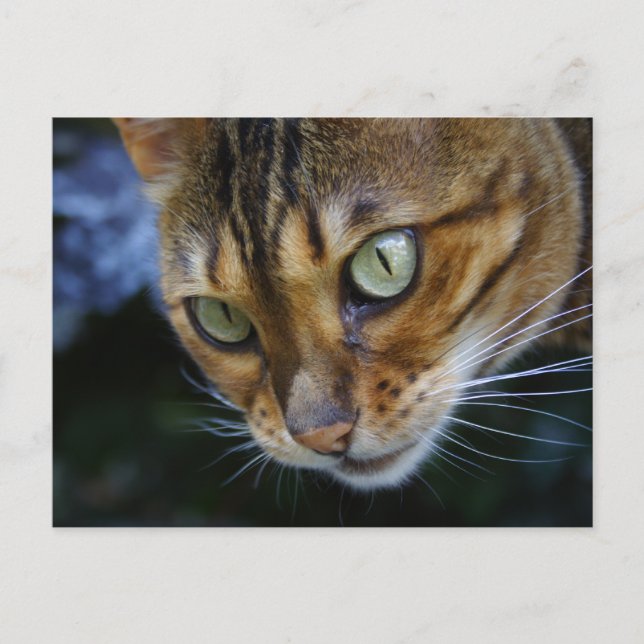 Schöne Bengalische Katze Postkarte (Vorderseite)
