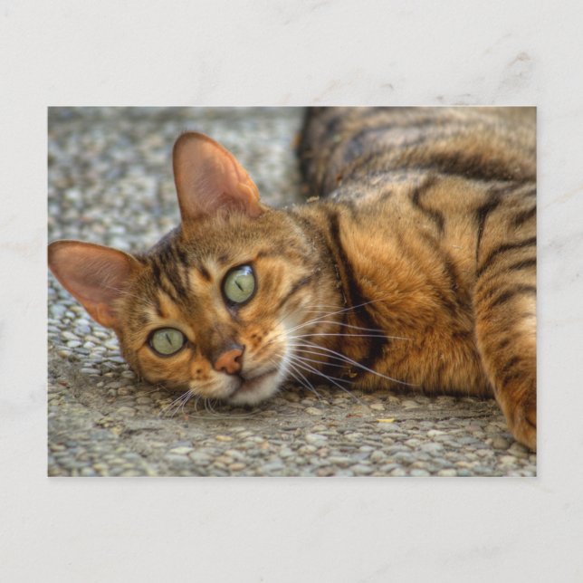 Schöne Bengalische Katze Postkarte (Vorderseite)