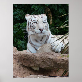 Schöne Bengalische White Tiger Fotografie Poster