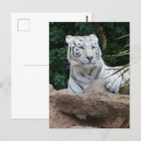 Schöne Bengalische White Tiger Fotografie