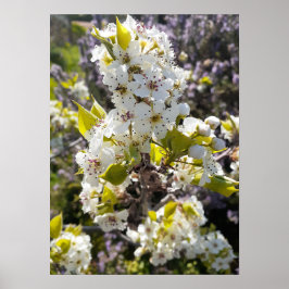 Schöne Birne Tree Blossom Blumengarten Poster