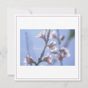 Schöne blassfarbene Kirsche blüht Ihre Text-Flachk