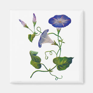 Schöne blaue bestickte Morgengläser Magnet