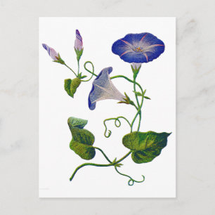Schöne blaue bestickte Prunkwinden Postkarte