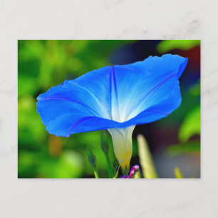Schöne blaue Blume Postkarte