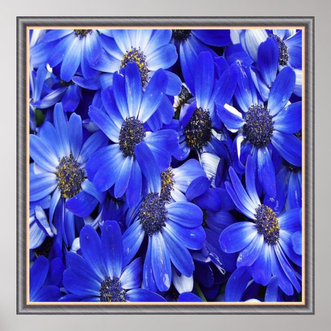 Schöne blaue Blumen Poster (Vorne)