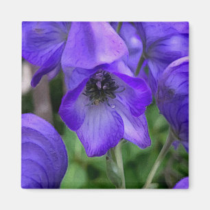 Schöne blaue Delphinias Magnet