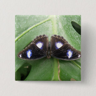 Schöne blaue Gepunktete Schmetterlingschaltfläche Button