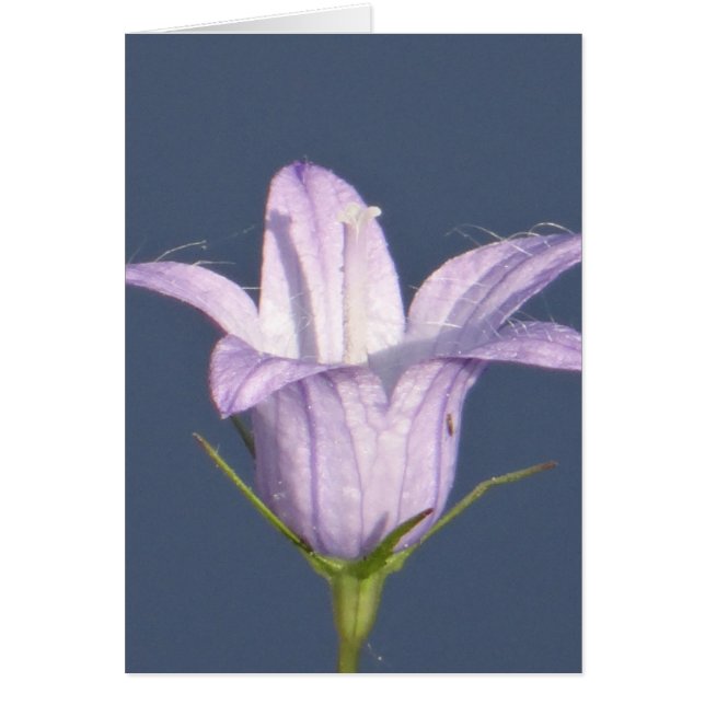 Schöne blaue Glocke-Blume (Vorne)