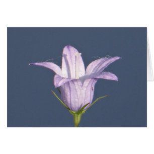 Schöne blaue Glocke-Blume