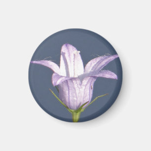 Schöne blaue Glocke-Blume Magnet