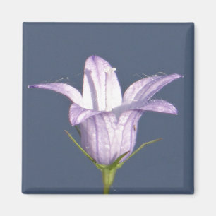 Schöne blaue Glocke-Blume Magnet