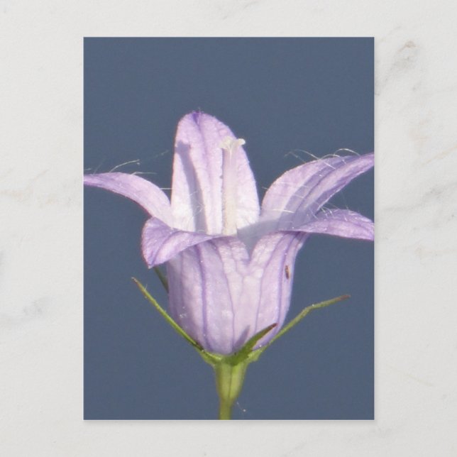 Schöne blaue Glocke-Blume Postkarte (Vorderseite)
