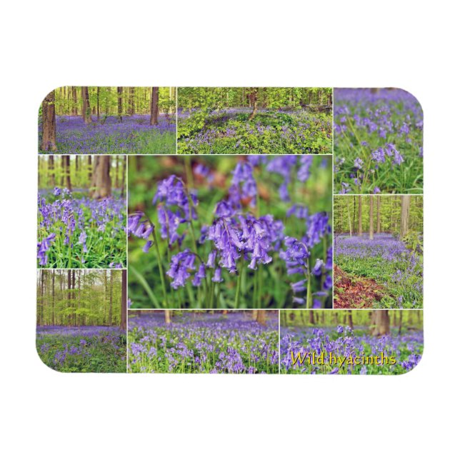 Schöne blaue Glocken im Wald  Magnet (Horizontal)