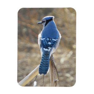 Schöne blaue Jay im Sonnenschein Magnet