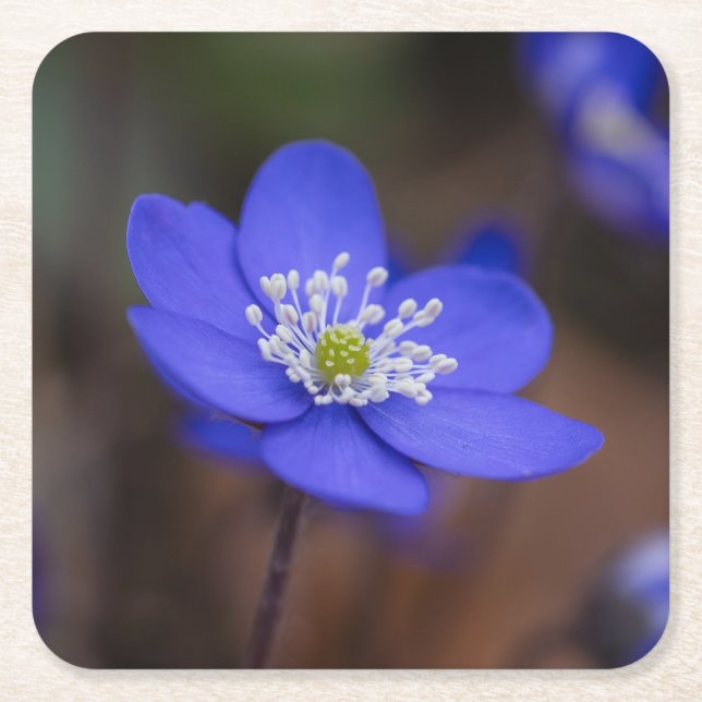 Schöne Blaue Leberblümchen-Blüte Rechteckiger Pappuntersetzer (Vorderseite)