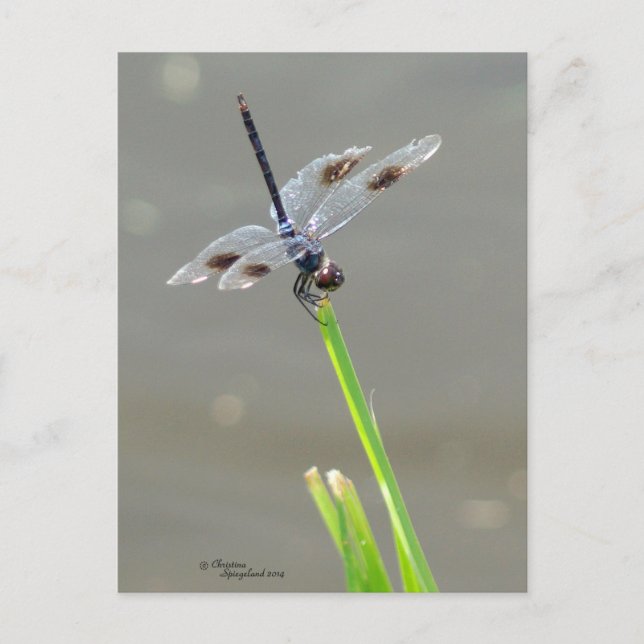 Schöne Blaue Libelle Postkarte (Vorderseite)