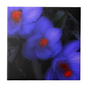 Schöne blaue Lila Crocus Blooms Fliese