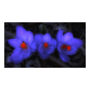Schöne blaue Lila Crocus Blooms Fotodruck