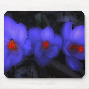Schöne blaue Lila Crocus Blooms Mousepad