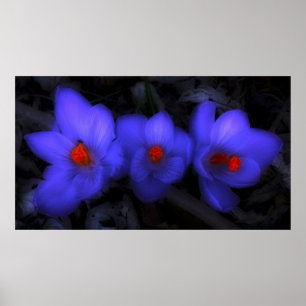 Schöne blaue Lila Crocus Blooms Poster