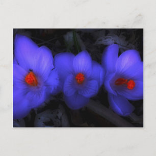 Schöne blaue Lila Crocus Blooms Postkarte