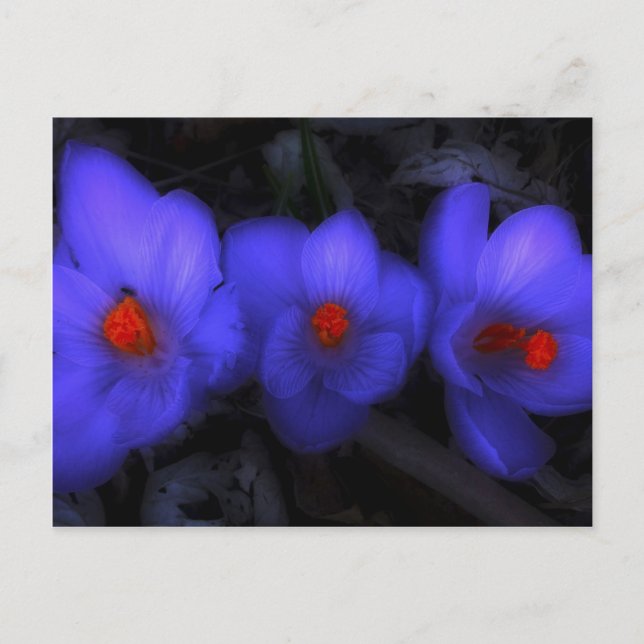 Schöne blaue Lila Crocus Blooms Postkarte (Vorderseite)