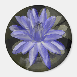 Schöne blaue Lilie...... Magnet