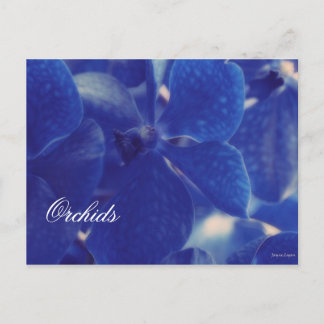 Schöne blaue Orchideen!, Blank Template Postcard Postkarte