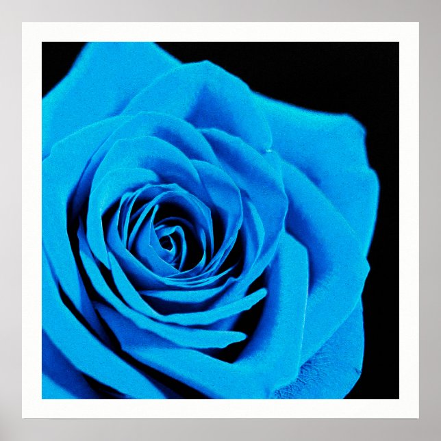 Schöne blaue Rose Poster (Vorne)