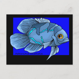 Schöne blaue tropische Oscar-Fische Postkarte