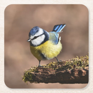 Schöne Blaue und Gelbe Meise auf einem Ast Rechteckiger Pappuntersetzer