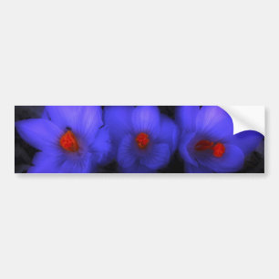 Schöne blaue violette Krokusblüten Autoaufkleber