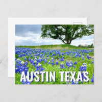 Schöne Bluebonnets Austin Texas Fotografie