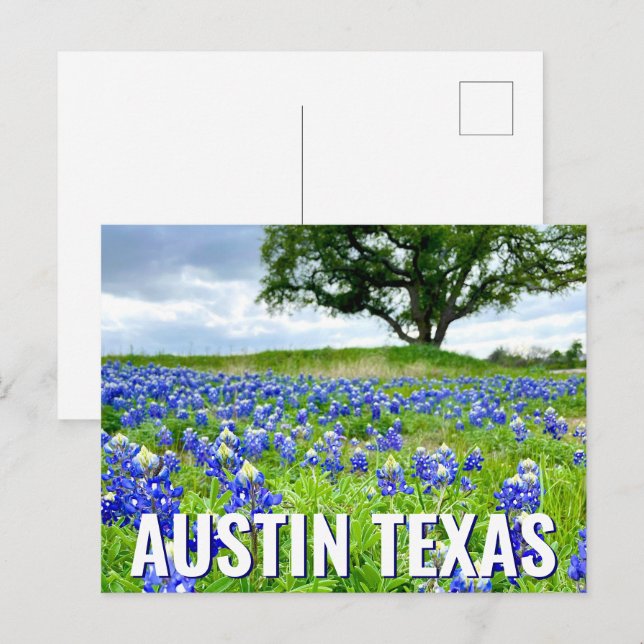 Schöne Bluebonnets Austin Texas Fotografie Postkarte (Vorne/Hinten)