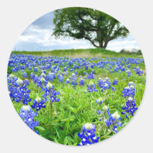 Schöne Bluebonnets Texas Fotografy