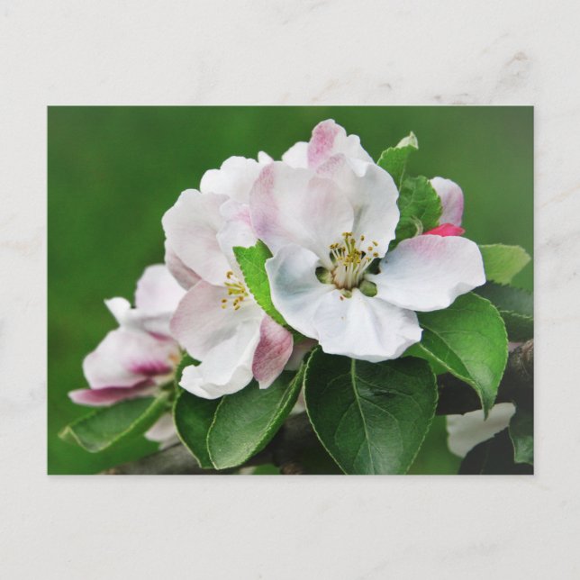Schöne blühende Apfelbaum Frühjahrskarte Postkarte (Vorderseite)