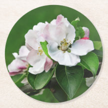 Schöne blühende Apfelbaum-Frühlingssender-Unterset