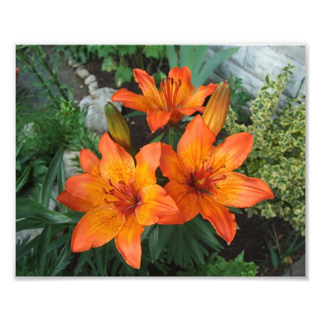 Schöne Blume Foto drucken (Vorne)