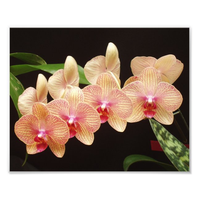 Schöne Blume Foto drucken (Vorne)