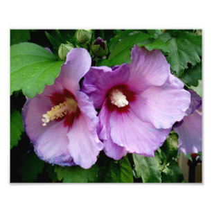 Schöne Blume Foto drucken