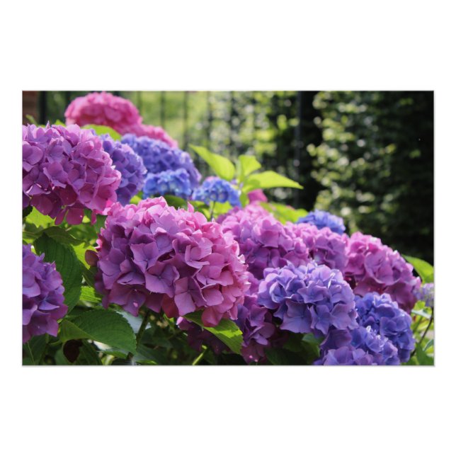Schöne Blume in Rosa und Blau-Hydrangea Poster (Vorderseite)