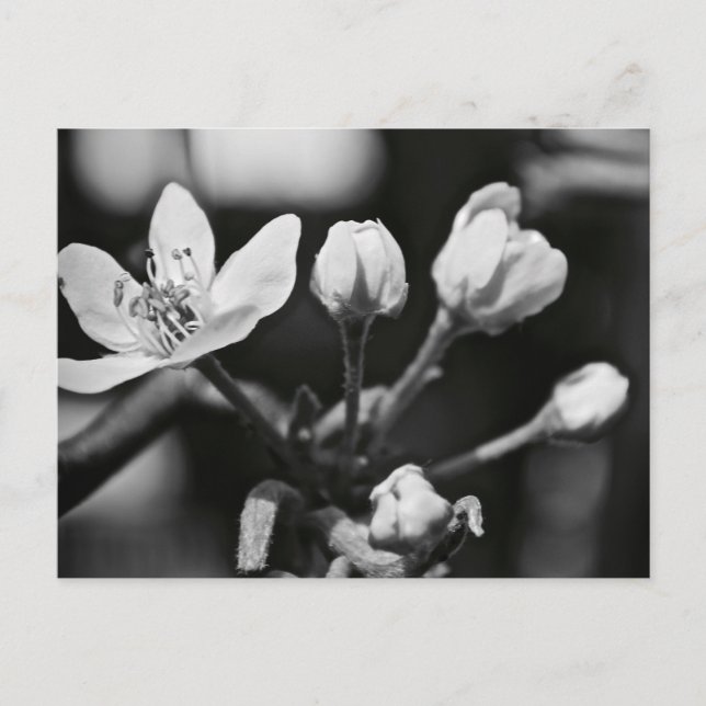 Schöne Blume in Schwarz und Weiß (Postkarte) Postkarte (Vorderseite)