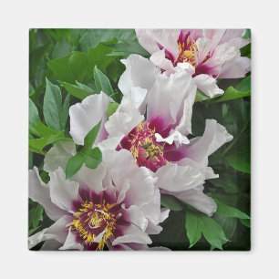 Schöne Blume Magnet