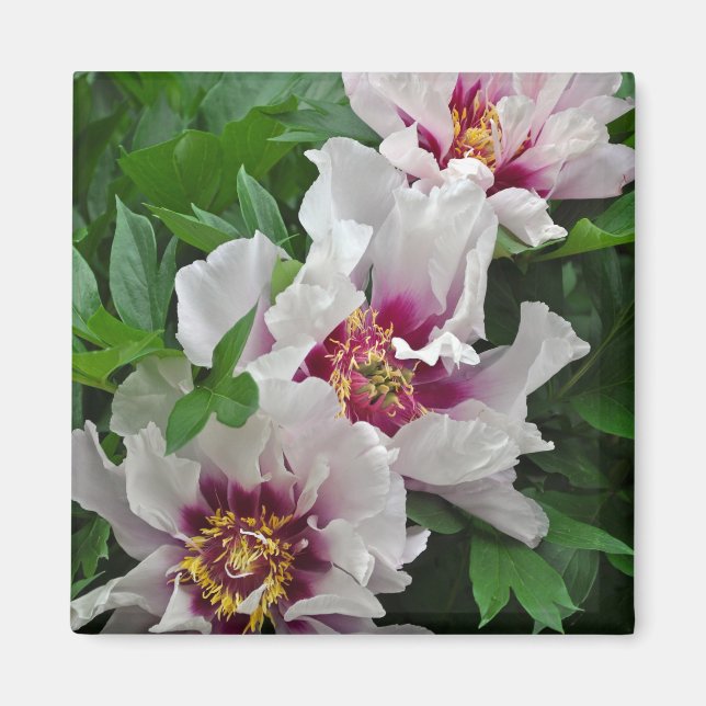Schöne Blume Magnet (Vorne)